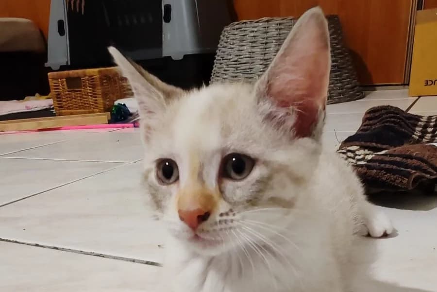 PAPILLOTTE, female Mixed Breed for adoption at SPA Rennes, Rennes