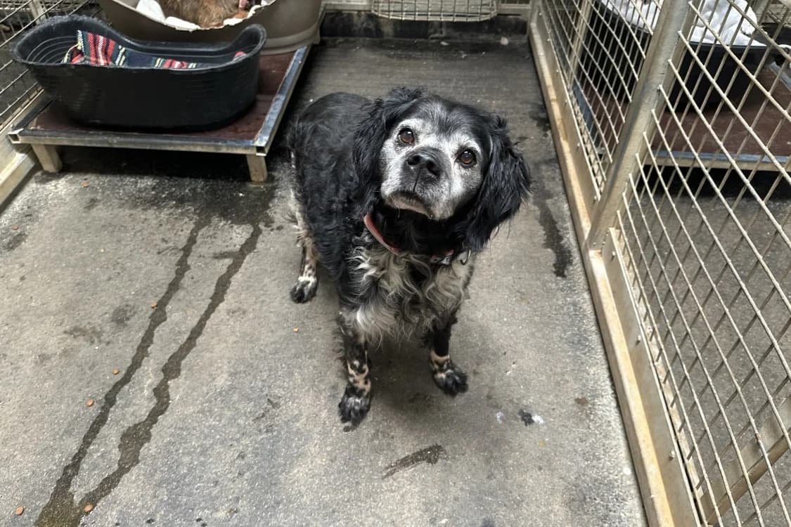 ARCHANGE, male senior Brittany Spaniel for adoption at SPA Rennes, Rennes