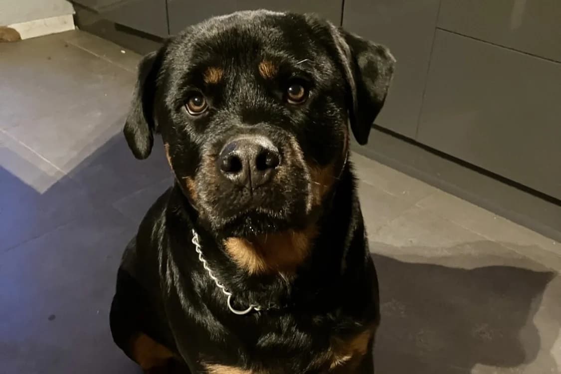 SOSSO, male 4yo Rottweiler for adoption at SPA Rennes, Rennes