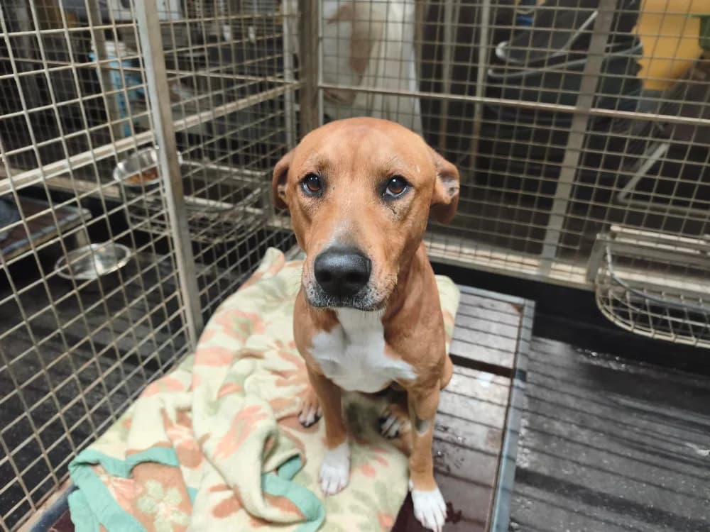 Aroc, male 3yo Labrador Retriever for adoption at SPA Rennes, Rennes