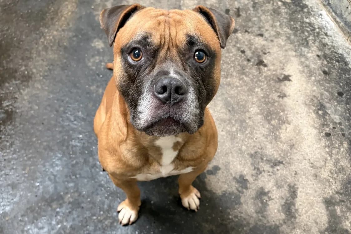 BOUBA, male 4yo Mixed Breed for adoption at SPA Rennes, Rennes