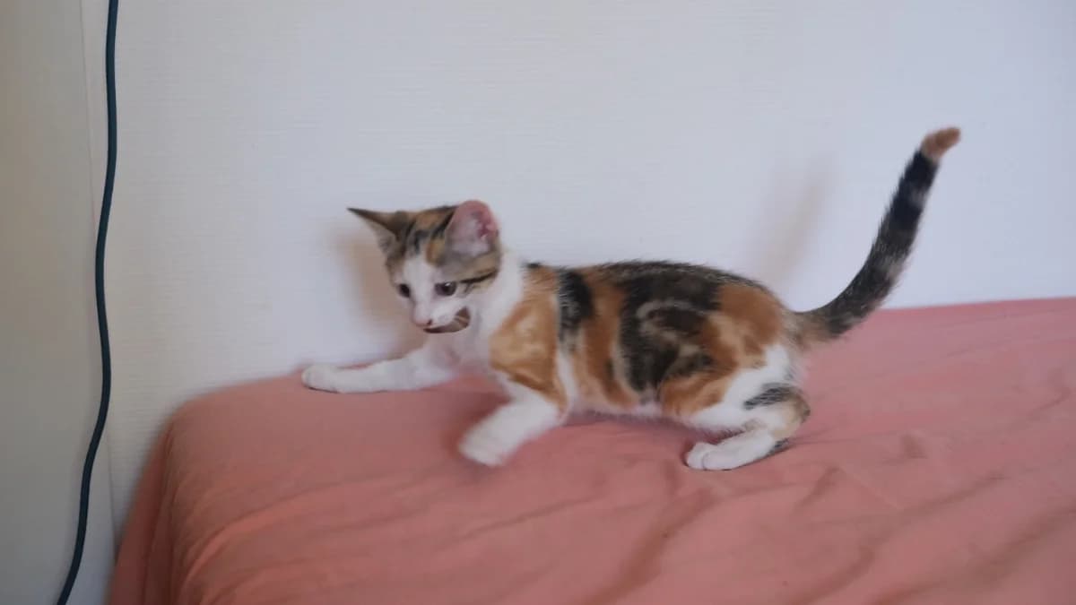 ELISHA, female Mixed Breed for adoption at SPA Rennes, Rennes