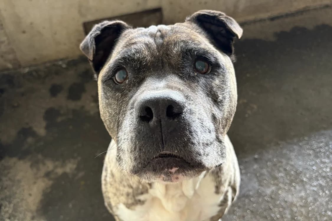 Nikita, female senior American Bully for adoption at SPA Rennes, Rennes
