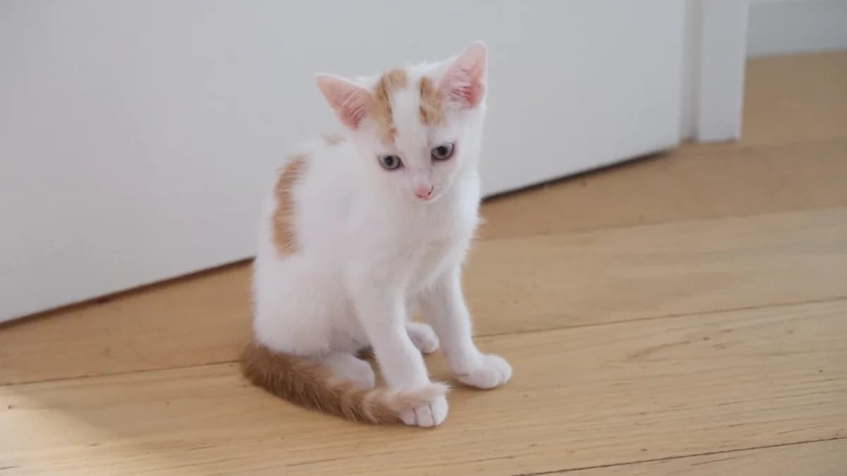 ELIDJAH, male puppy Mixed Breed for adoption at SPA Rennes, Rennes