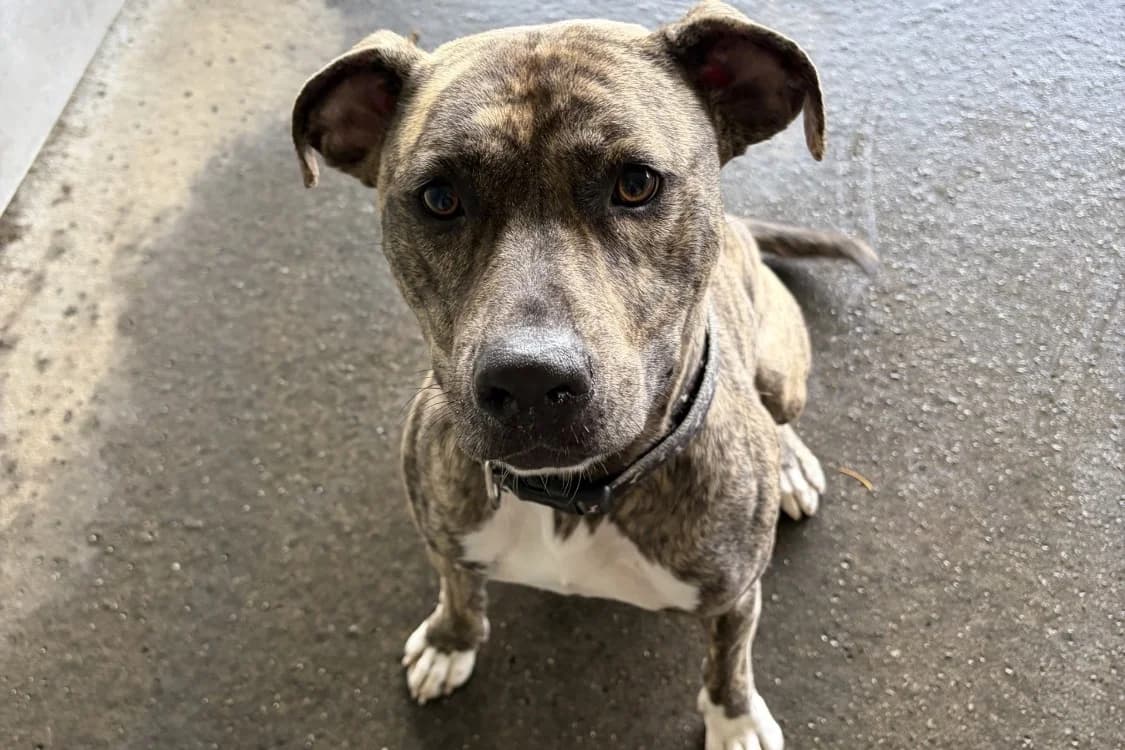 THANOS, male mixed breed for adoption at SPA Rennes, Rennes