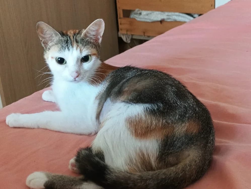 EZGI, female young Mixed Breed for adoption at SPA Rennes, Rennes