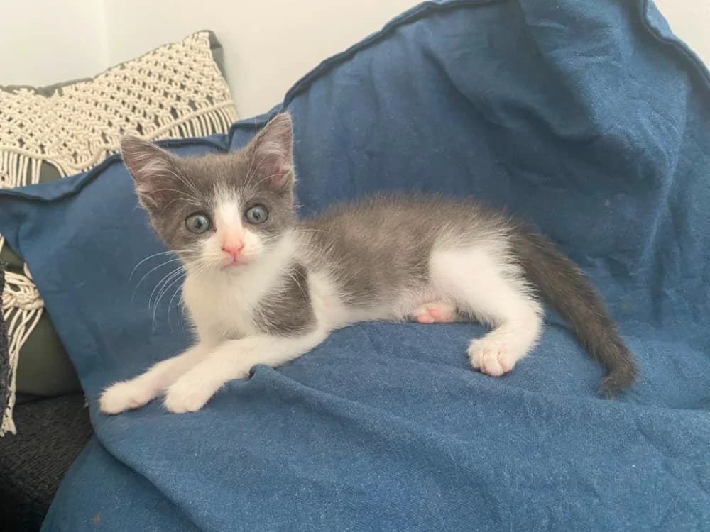 SASI, female Mixed Breed for adoption at SPA Rennes, Rennes