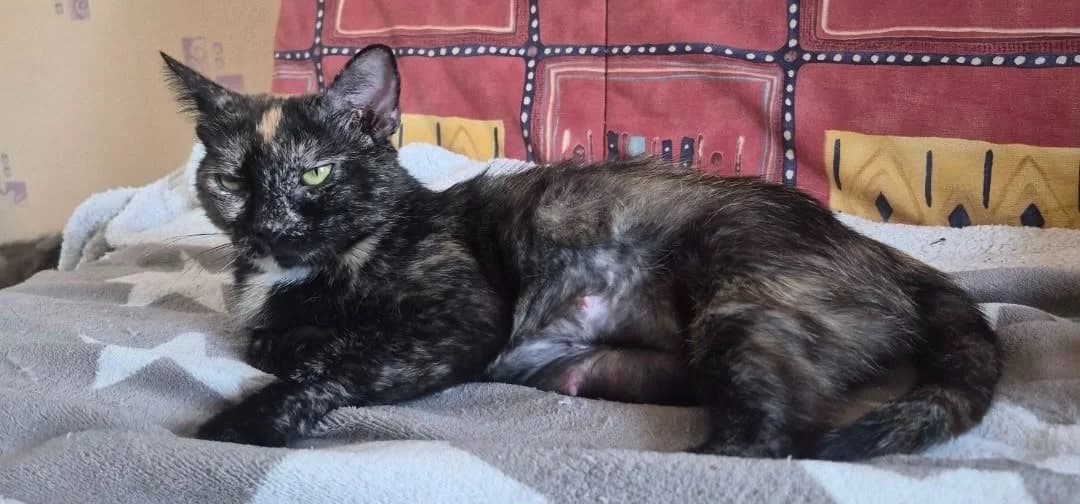 MITRA, female 4yo Mixed Breed for adoption at SPA Rennes, Rennes