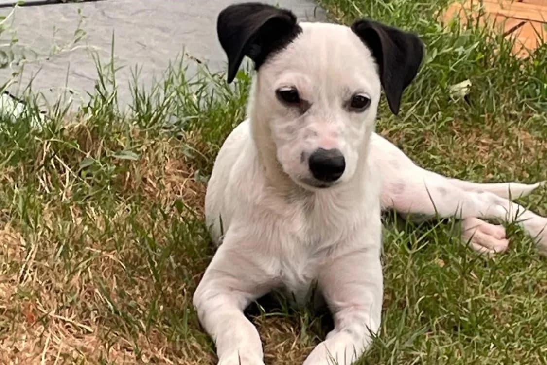 BIBINE, female puppy mixed breed for adoption at SPA Rennes, Rennes
