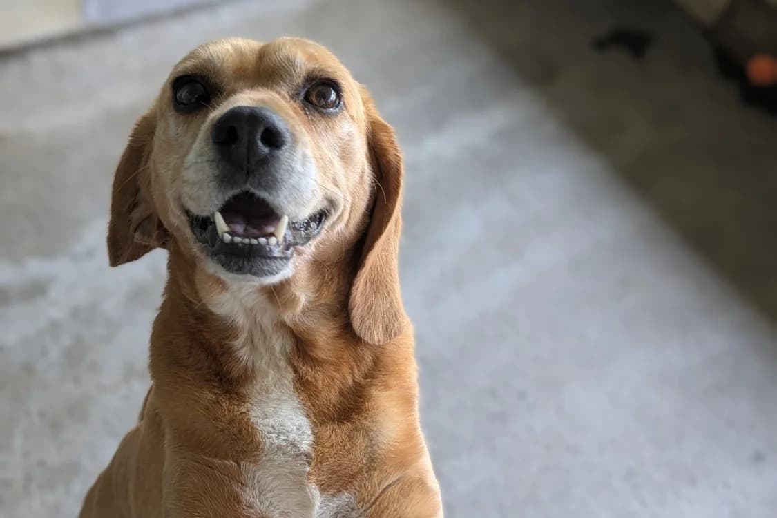 Torsade, female senior Beagle for adoption at SPA Rennes, Rennes