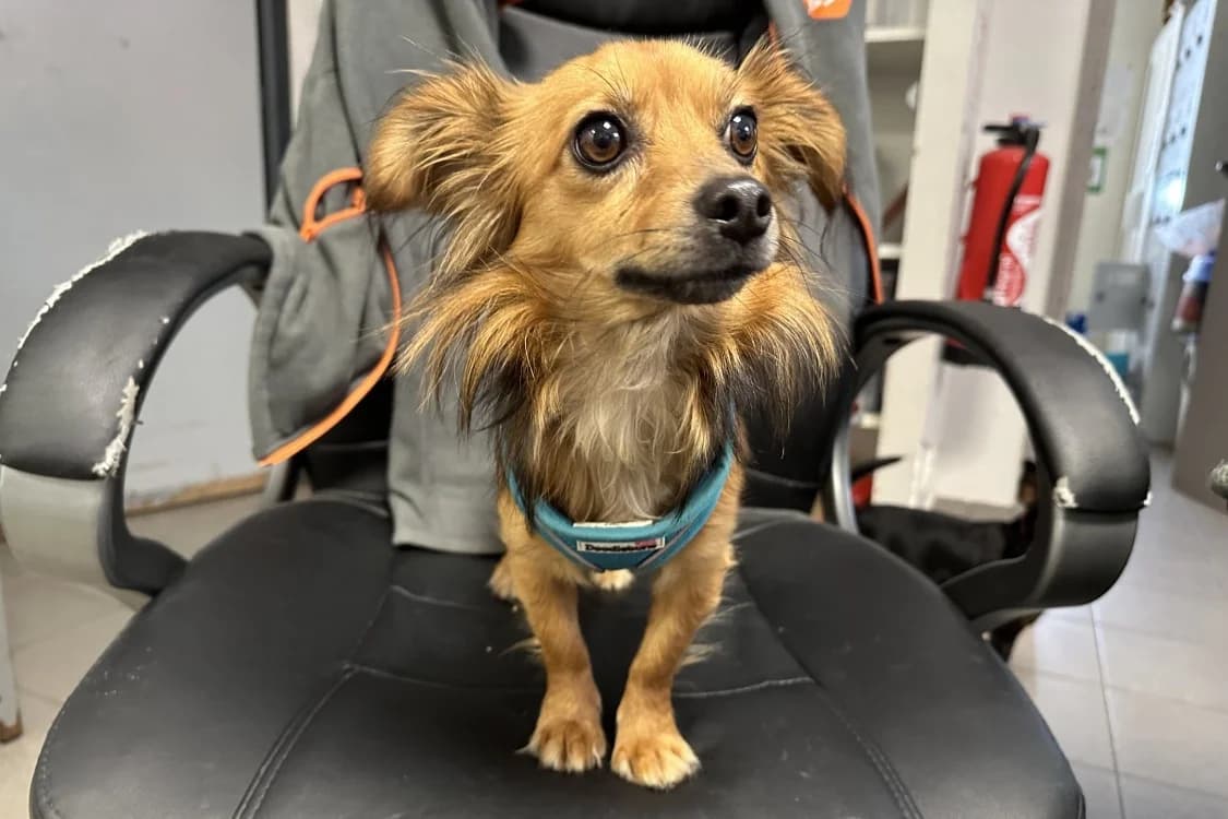 DURACEL, male young Dachshund for adoption at SPA Rennes, Rennes
