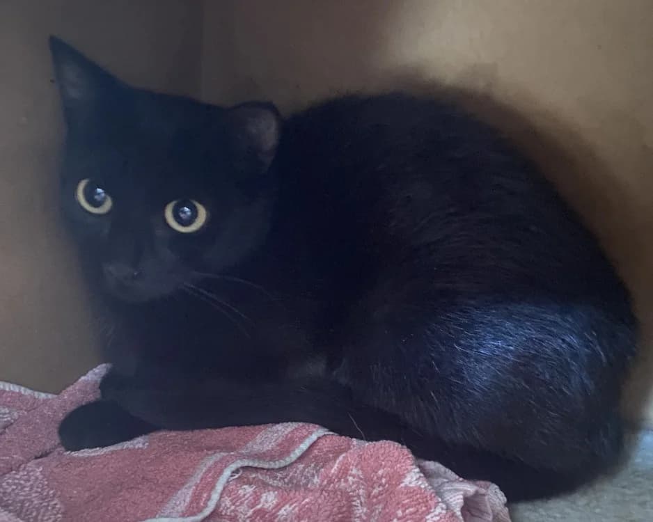 OPEY, female Mixed Breed for adoption at SPA Rennes, Rennes