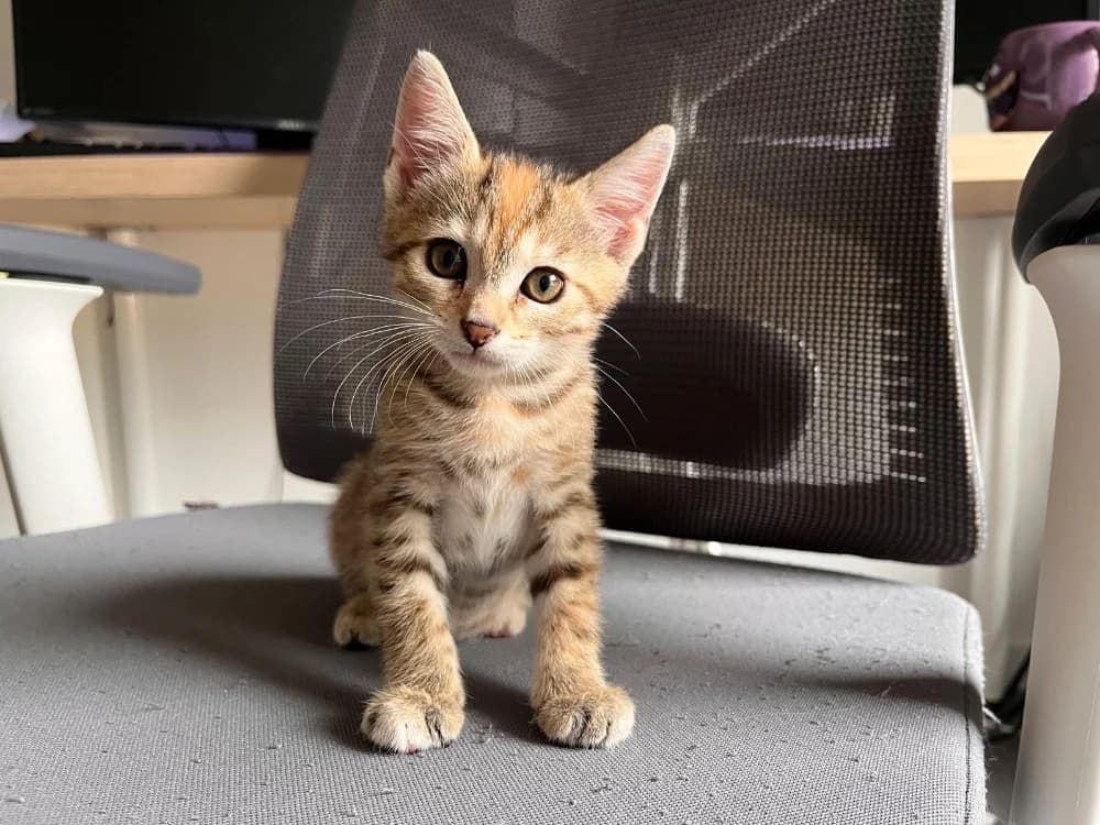 MOKA, female Mixed Breed for adoption at SPA Rennes, Rennes