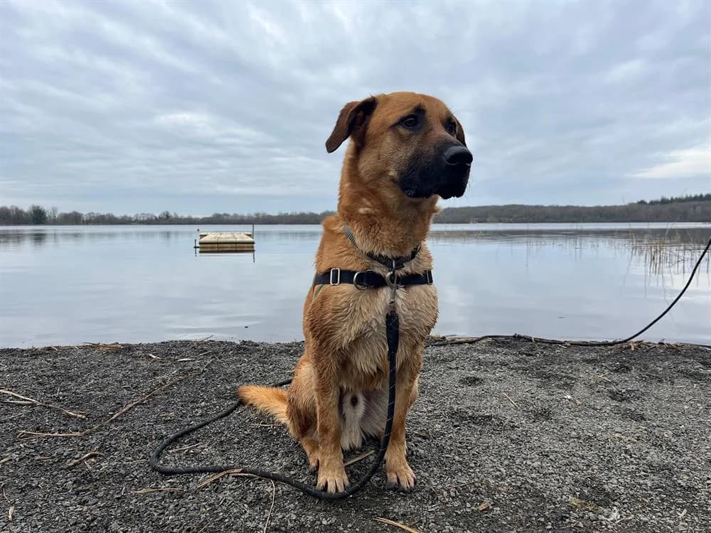 MAX, male 5yo mixed breed for adoption at SPA Rennes, Rennes