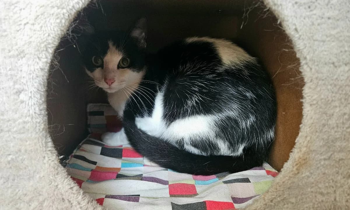 IRING, male young Mixed Breed for adoption at SPA Rennes, Rennes