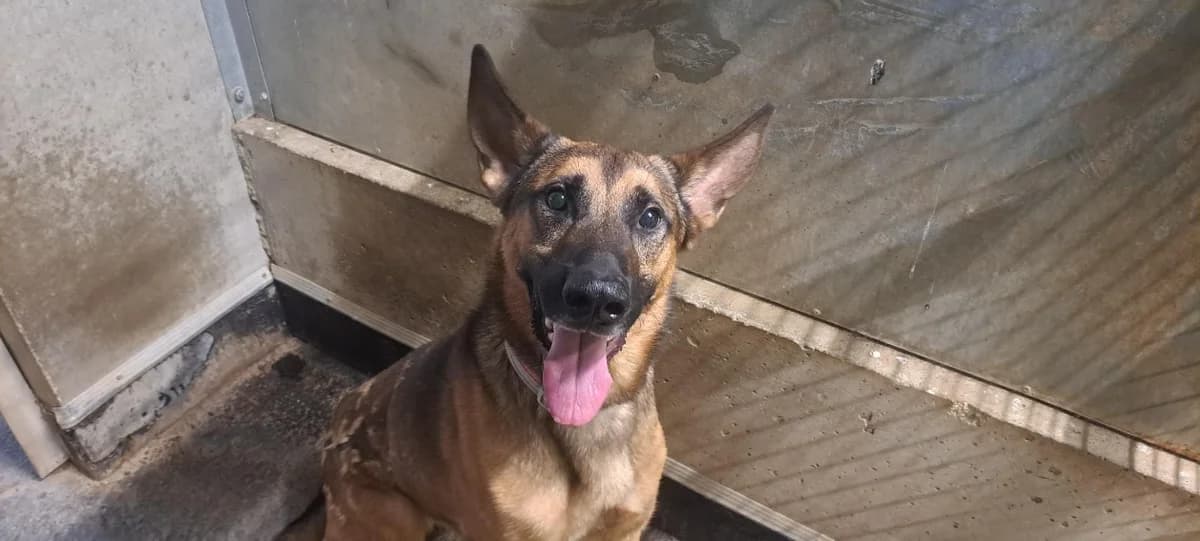 UDJI, male 4yo German Shepherd for adoption at SPA Rennes, Rennes