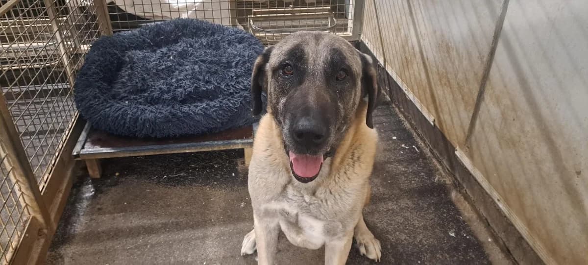 DOUMAN, male senior mixed breed for adoption at SPA Rennes, Rennes
