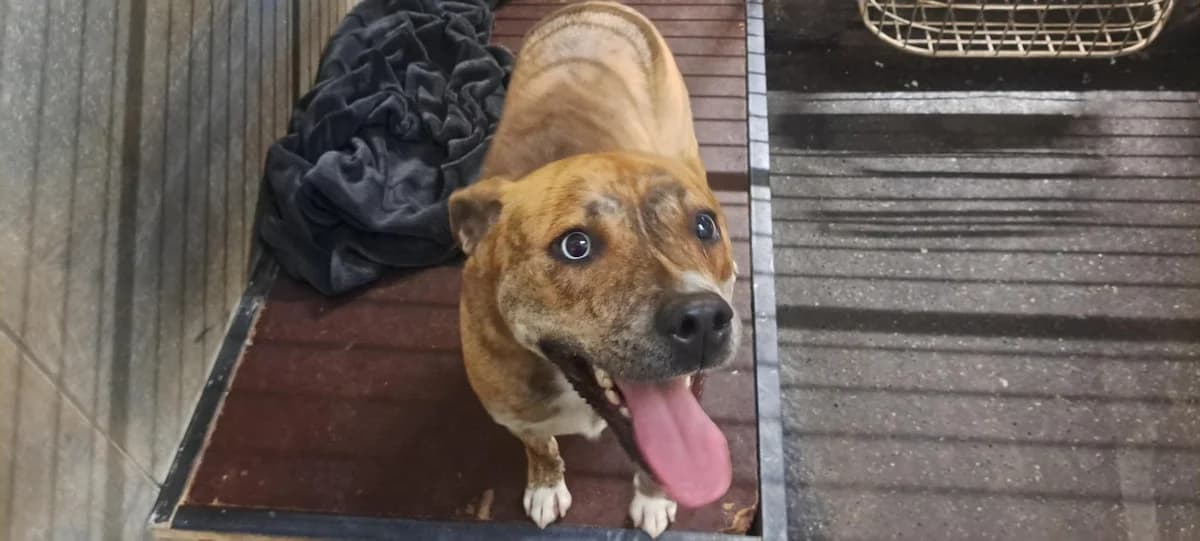 LEONA, female young Mixed Breed for adoption at SPA Rennes, Rennes