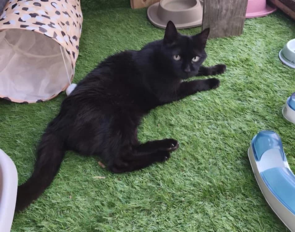 BLACKYNOU, male young Mixed Breed for adoption at SPA Rennes, Rennes