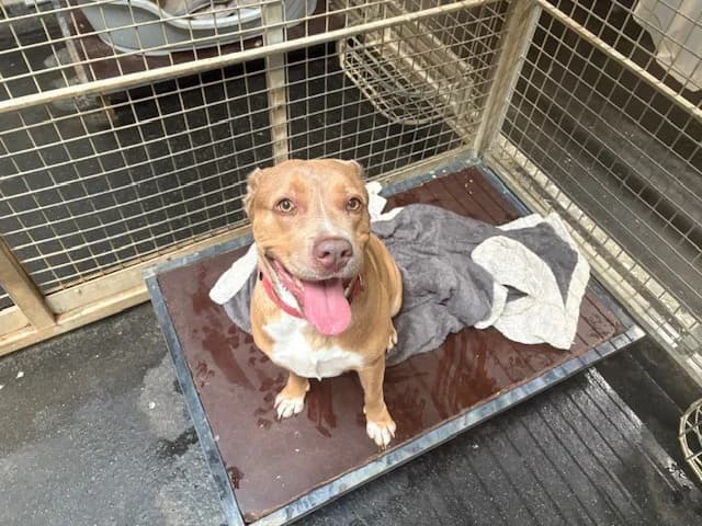 Butterfly, female 5yo mixed breed for adoption at SPA Rennes, Rennes