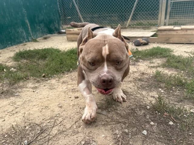 RAK'ENNEL, male 5yo American Bully for adoption at SPA Rennes, Rennes