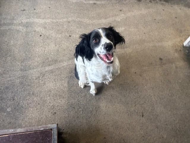 Jake, male young English Setter for adoption at SPA Rennes, Rennes
