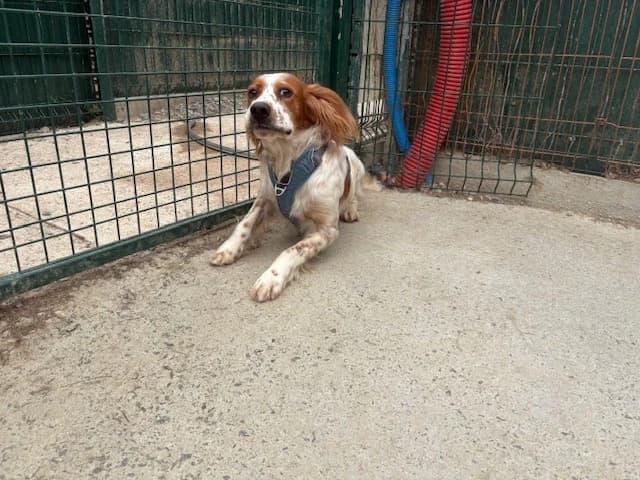 Kassio, male 6yo English Setter for adoption at SPA Rennes, Rennes