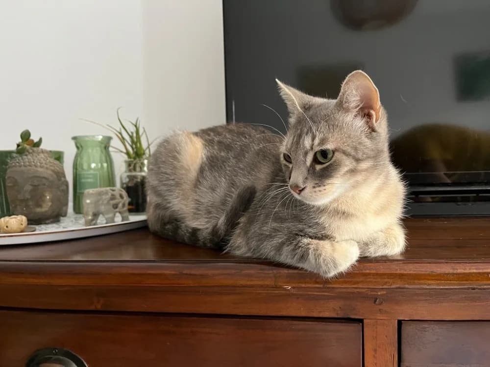 AZKABAN, female Mixed Breed for adoption at SPA Rennes, Rennes