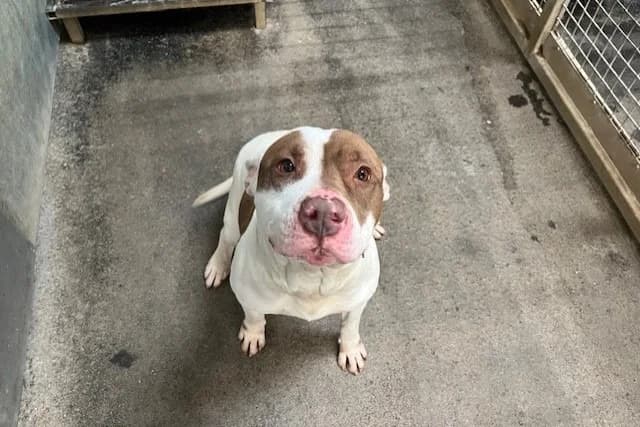 DANY, male 3yo Mixed Breed for adoption at SPA Rennes, Rennes