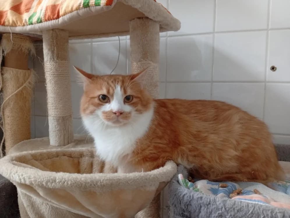 YORICK, male young Mixed Breed for adoption at SPA Rennes, Rennes