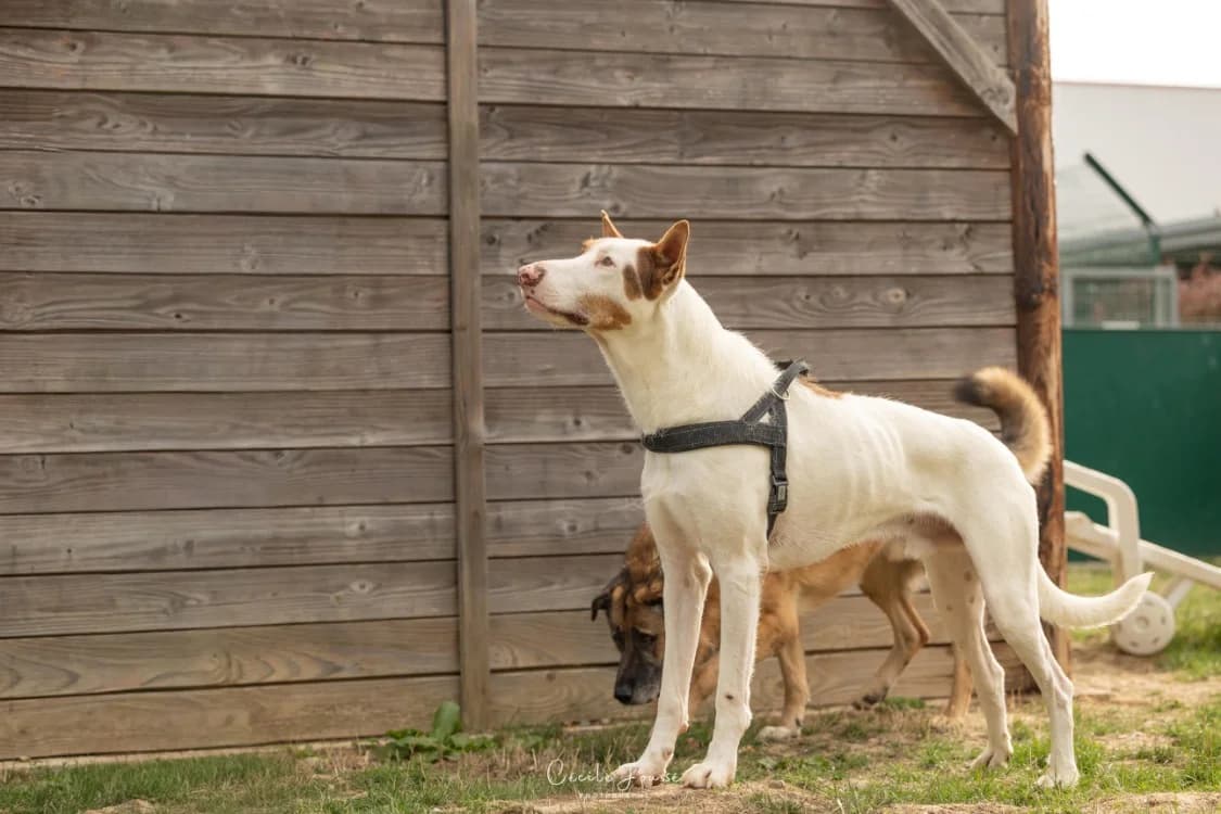 MILKA PAS ICAD, male Mixed Breed for adoption at SPA Rennes, Rennes
