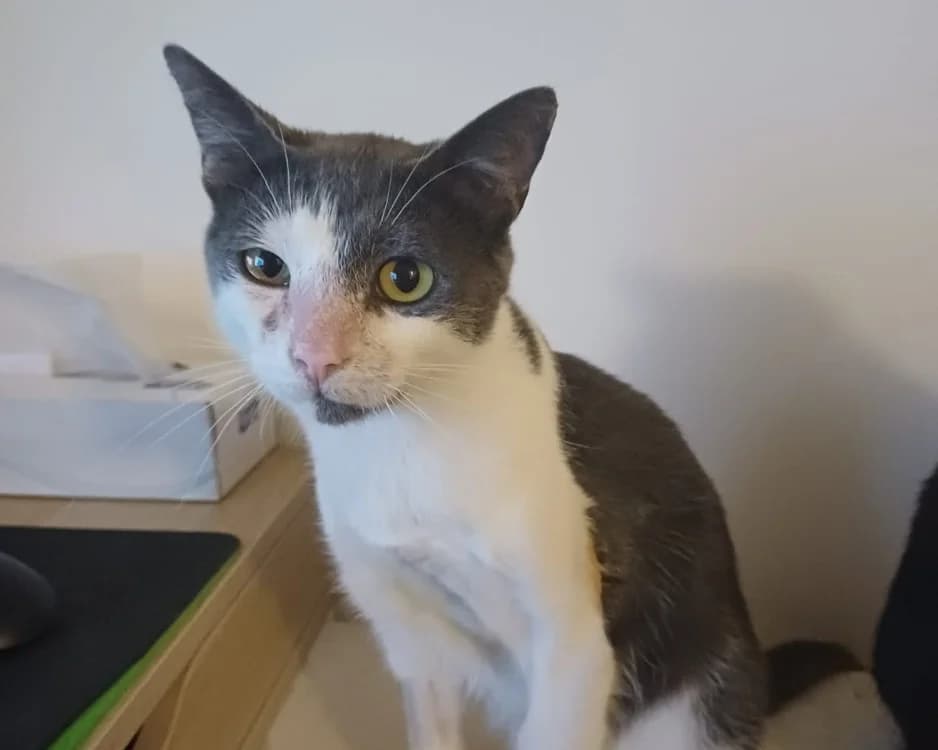 AUBURN, male Mixed Breed for adoption at SPA Rennes, Rennes