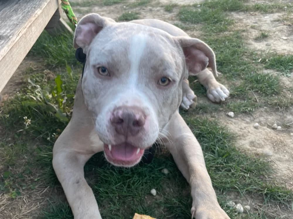 IRON, male American Bully for adoption at SPA Rennes, Rennes