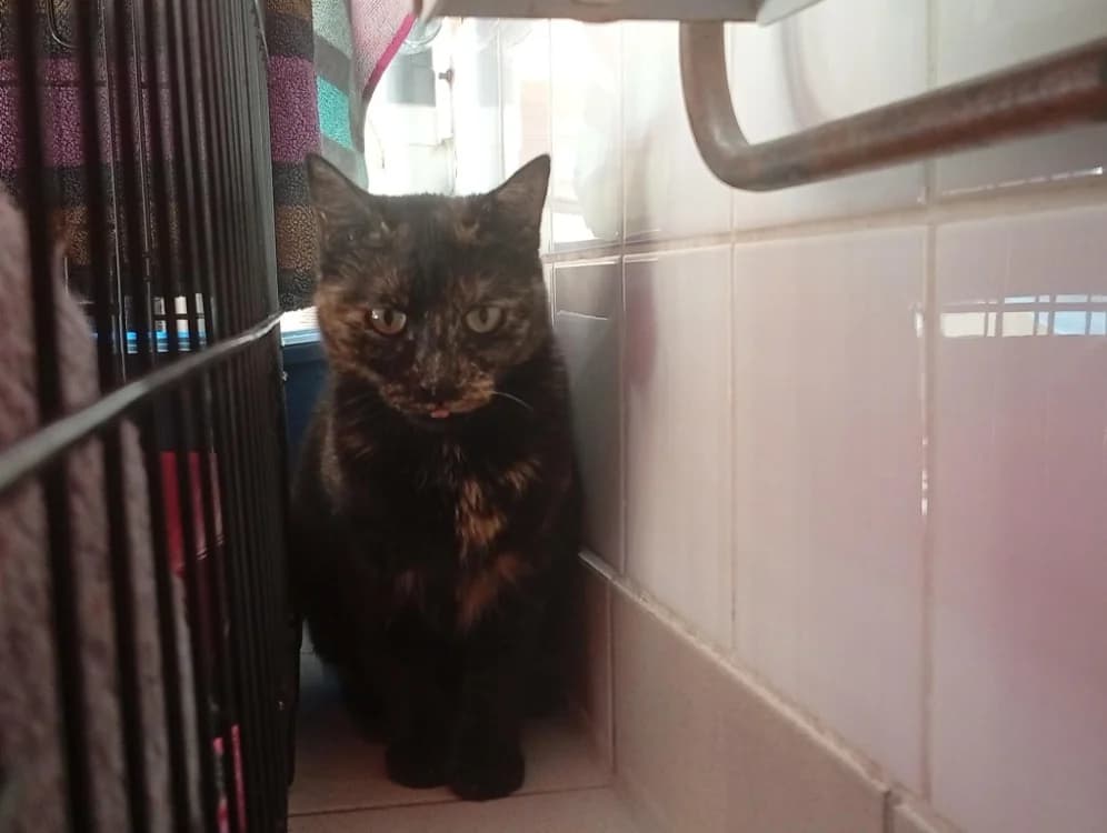 LOVEGOOD, female young Mixed Breed for adoption at SPA Rennes, Rennes