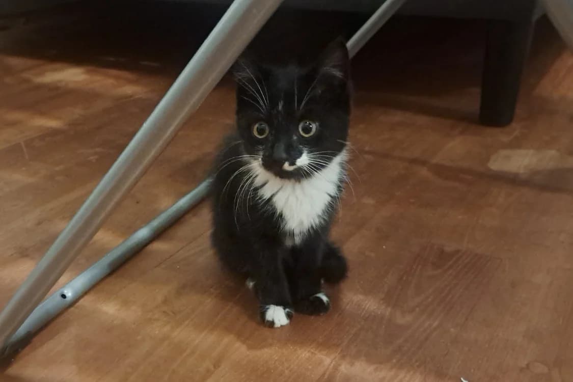 BIRA, female Mixed Breed for adoption at SPA Rennes, Rennes