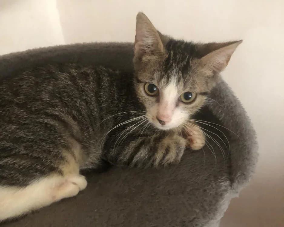 BERTHOLOME, male Mixed Breed for adoption at SPA Rennes, Rennes