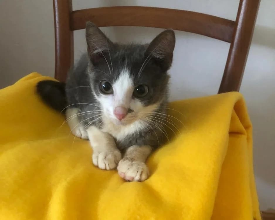 BELIZE, male mixed breed for adoption at SPA Rennes, Rennes