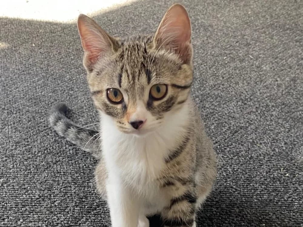 DAX, female Mixed Breed for adoption at SPA Rennes, Rennes