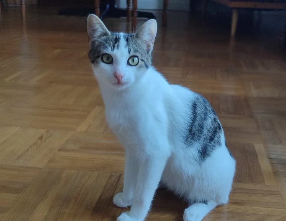 VEGA (Ste 30/09), male Mixed Breed for adoption at SPA Rennes, Rennes