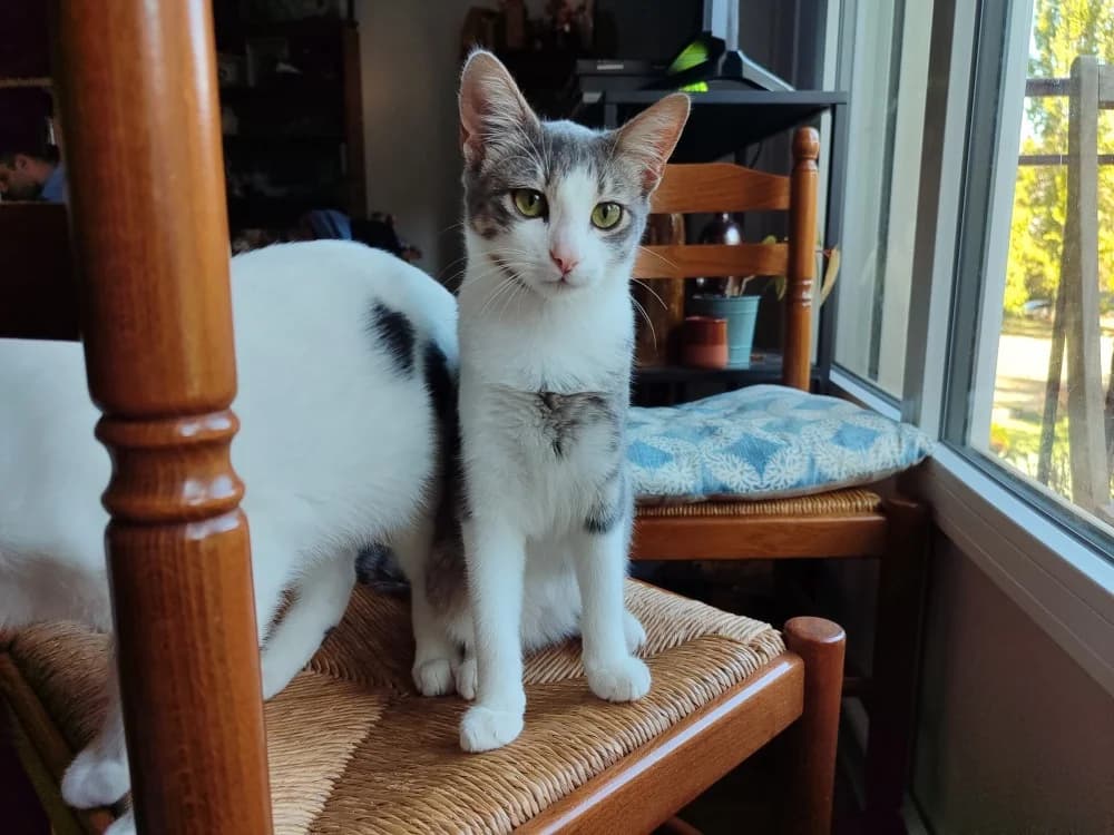 GAIA ( Sté 30/09), female Mixed Breed for adoption at SPA Rennes, Rennes