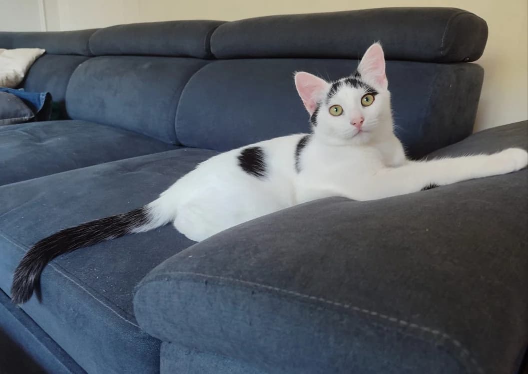 BOREAL ( sté 30/09), male Mixed Breed for adoption at SPA Rennes, Rennes