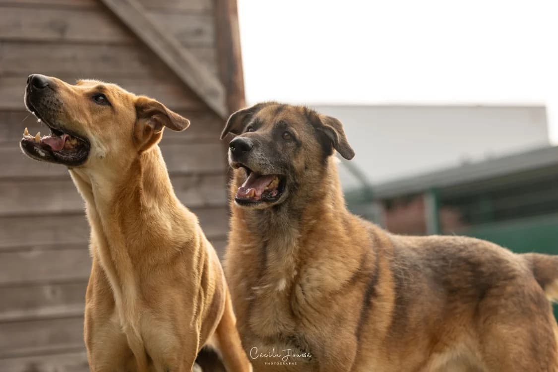 FRANCKY PAS ICAD, male senior Mixed Breed for adoption at SPA Rennes, Rennes