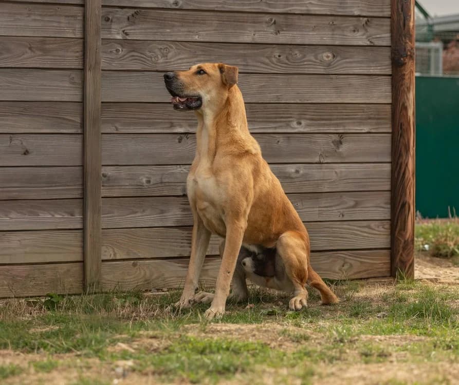 JIMMY, male 5yo Mixed Breed for adoption at SPA Rennes, Rennes