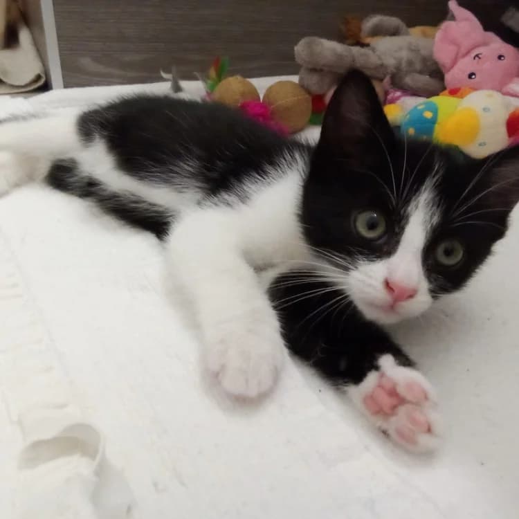 OPALE, male puppy Mixed Breed for adoption at SPA Rennes, Rennes