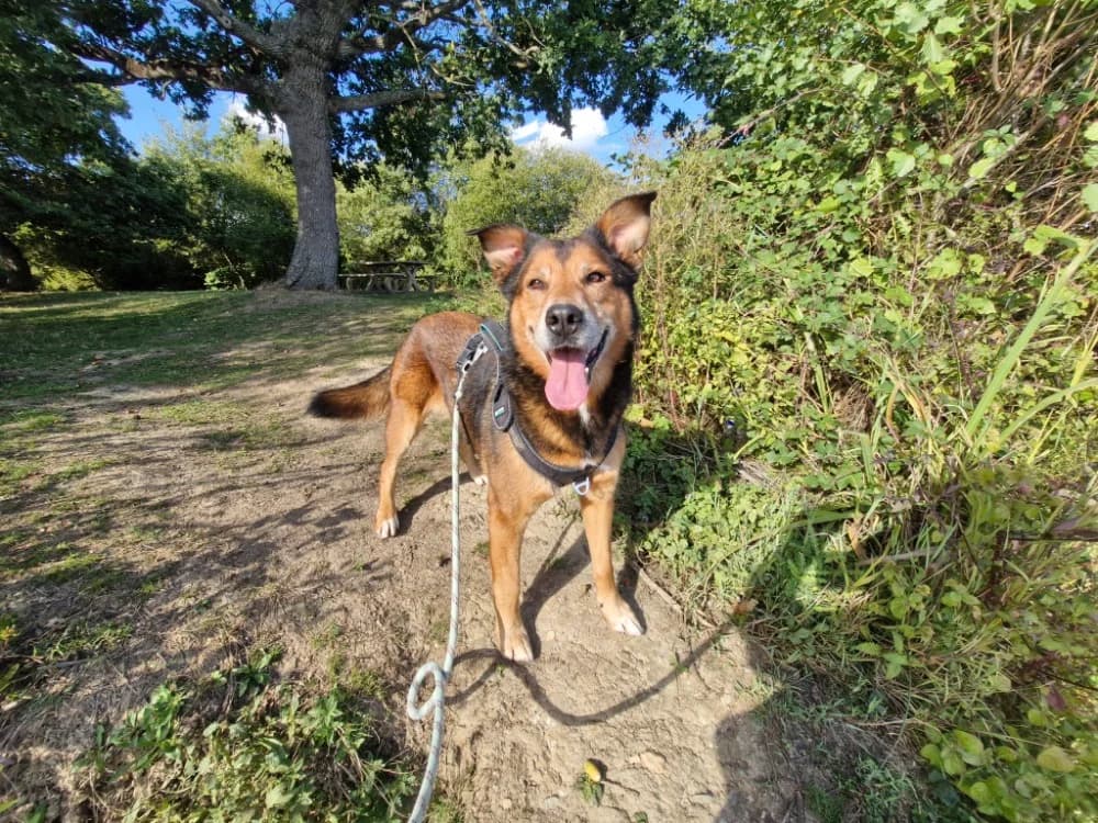 OTONE, female senior Belgian Malinois for adoption at SPA Rennes, Rennes