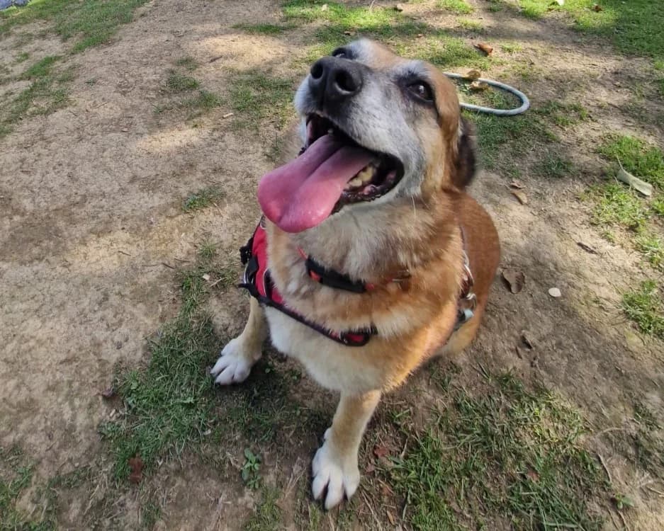 MISS, female senior Mixed Breed for adoption at SPA Rennes, Rennes