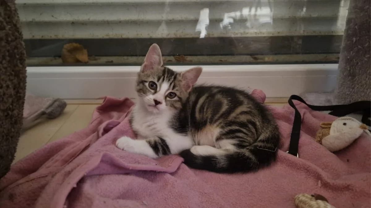 PRUDENCE, female Mixed Breed for adoption at SPA Rennes, Rennes