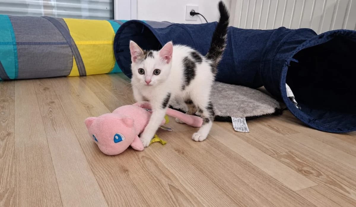ESPERANCE, female Mixed Breed for adoption at SPA Rennes, Rennes