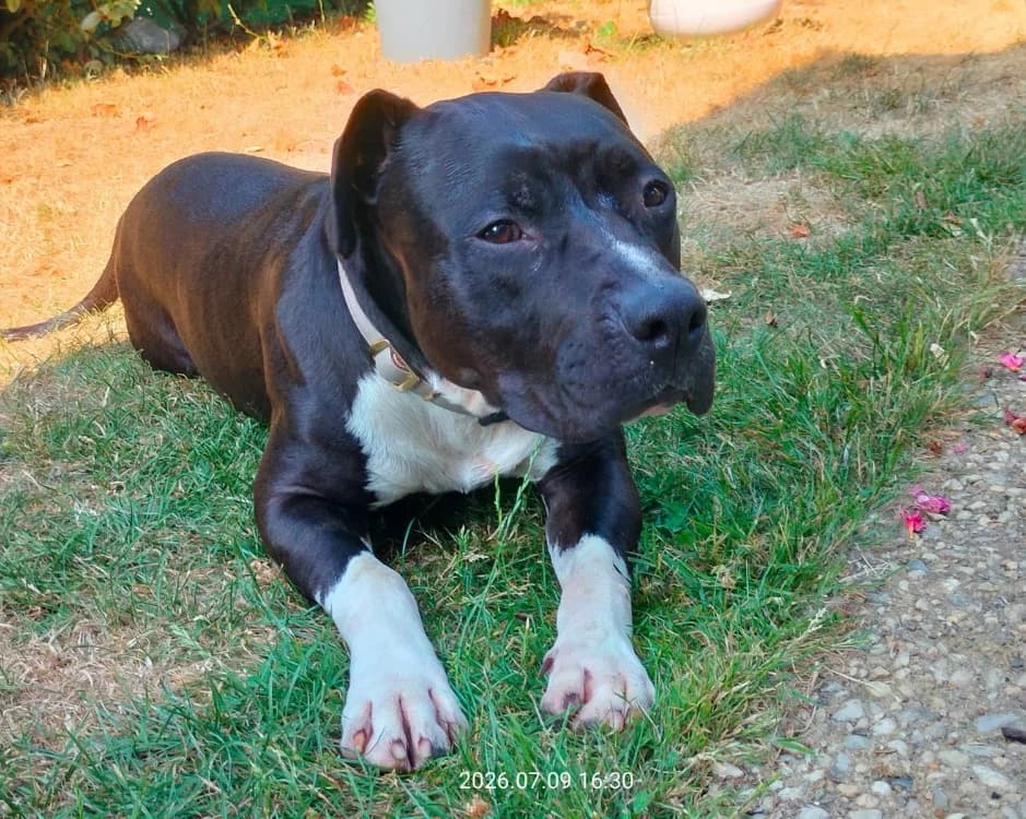 ULYSSE, male 3yo American Staffordshire Terrier for adoption at SPA Rennes, Rennes