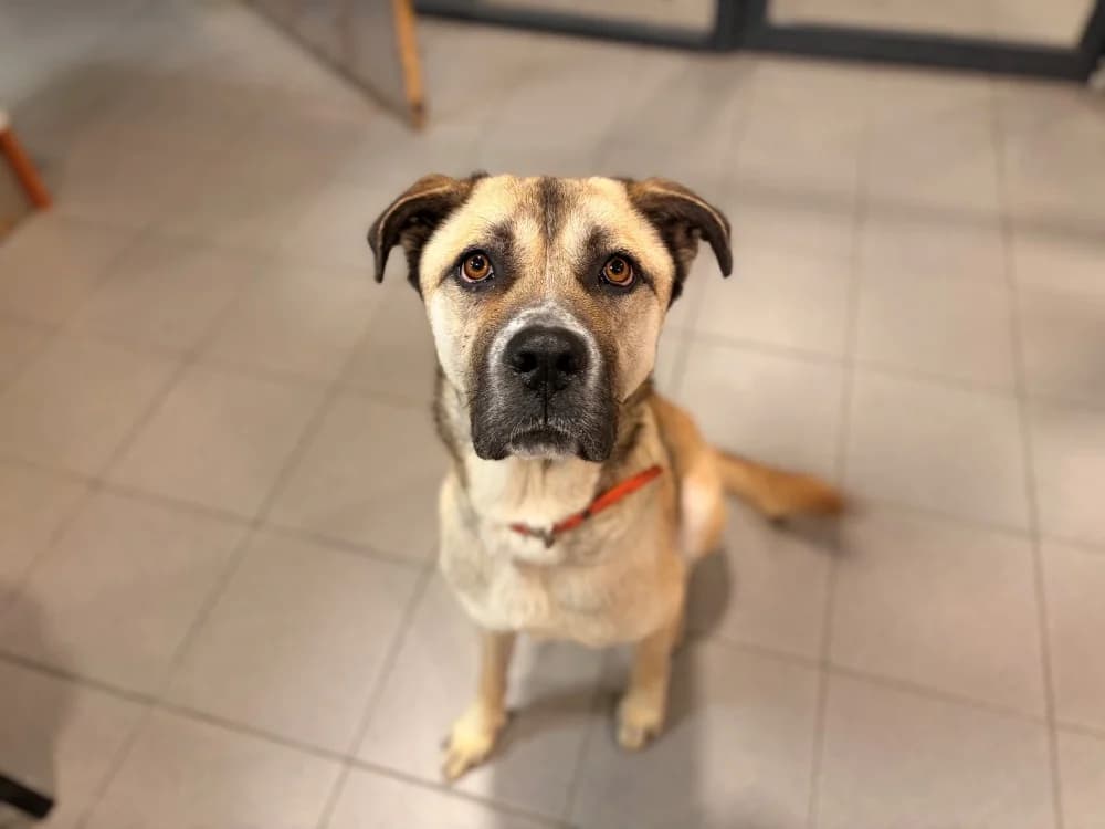 VAYANA, female young Mixed Breed for adoption at SPA Rennes, Rennes